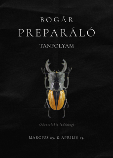 Bogár-prepa-nyitókép