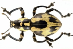 1_pachyrrhynchus-1