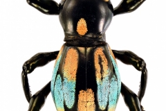 1_pachyrrhynchus-10