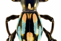 1_pachyrrhynchus-11