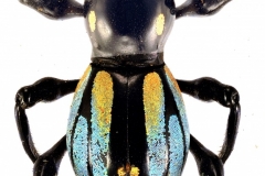 1_pachyrrhynchus-12