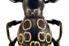 1_pachyrrhynchus-14