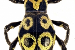 1_pachyrrhynchus-15