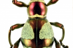 1_pachyrrhynchus-16