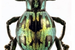 1_pachyrrhynchus-17