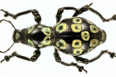 1_pachyrrhynchus-2
