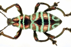 1_pachyrrhynchus-3