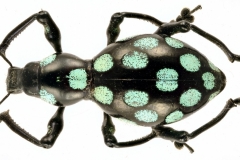 1_pachyrrhynchus-4
