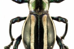 1_pachyrrhynchus-5