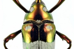1_pachyrrhynchus-6