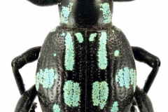 1_pachyrrhynchus-7