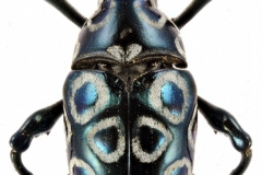 1_pachyrrhynchus-8