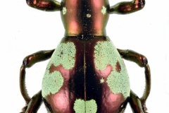 1_pachyrrhynchus-9