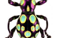 Pachyrrhynchus gemmatus