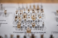 ArtEnto_Poloska_20260314_03_fm_1920px